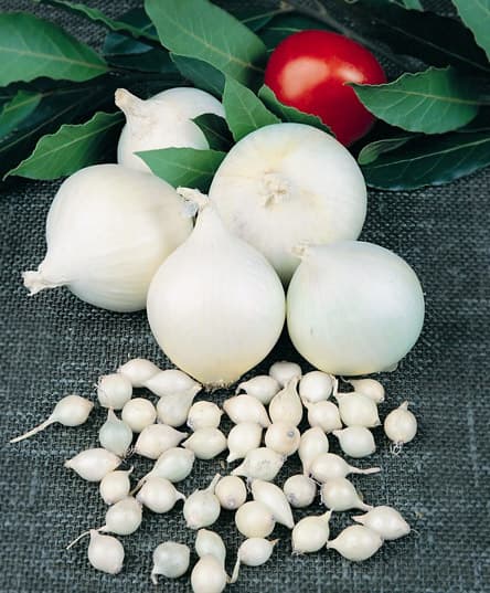 Onion Agostana sibul